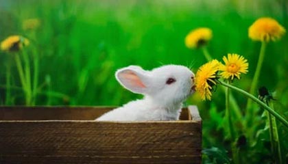 开云网页版-传统豪门的“王者归来”：历史上的欧洲霸主